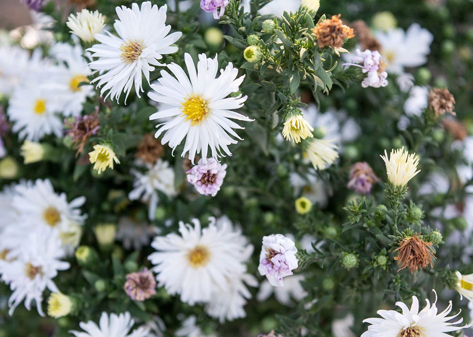 Beautiful Bouquets